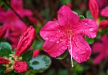 Singing in the Rain.jpg