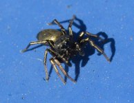 Heliophanus cupreus male.jpg