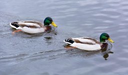 DSC_1863.jpg