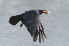DSC_2676.jpg