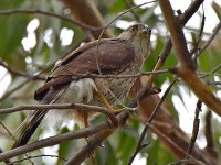 CoopersHawk5.jpg