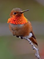 Hummer4.jpg