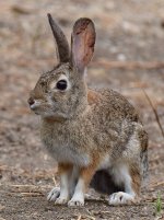 Rabbit.jpg