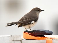 Warbler.jpg