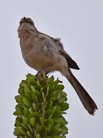 Mockingbird4.jpg
