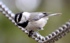 Chickadee 1 mod.jpg