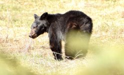 Black Bear 2a temp.jpg