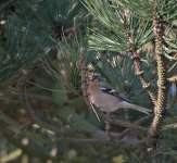 DSC_8118.jpg