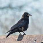 DSC_8075.jpg
