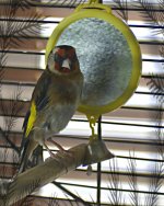 atticus on perch_DSC9041.jpg