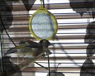 atticus_DSC9001.jpg