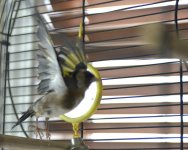 Aticus in flight_DSC9134.jpg