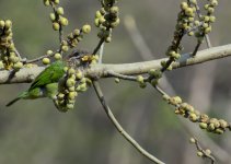 DSC_1310_1.jpg