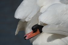 _DSC3139.jpg