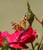 DSC_0670.jpg