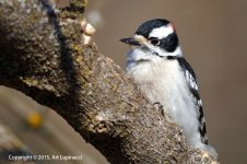 Woodpecker1.jpg