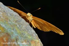 Butterfly_9.jpg