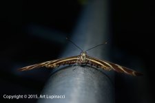 Butterfly_2.jpg