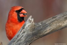 Cardinal1.jpg