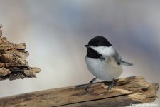 Chickadee.jpg