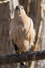 Coopers-1.jpg