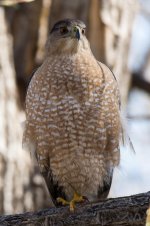 Coopers-6.jpg