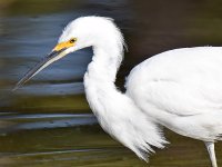 Egret.jpg