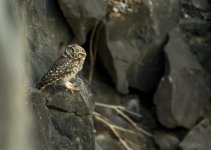 DSC_1042.jpg