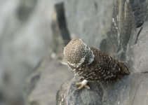 DSC_1048.jpg