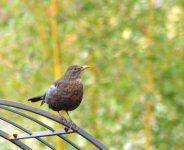 DSC_01064.jpg