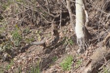 Ruffed Grouse web copy.jpg