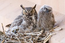 VistaOwlets-1.jpg