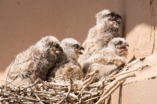 VistaOwlets-2.jpg