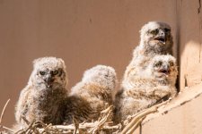 VistaOwlets-3.jpg