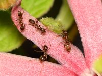Ants.jpg
