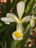 Iris.jpg