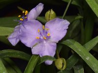 PurpleFlower.jpg