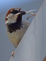Sparrow.jpg