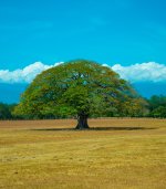 Umbrella tree.jpg