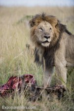 lion with kill.JPG