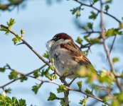 DSC_8276.jpg
