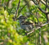 DSC_8268.jpg