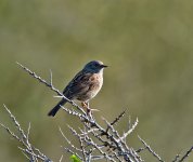 DSC_8312.jpg