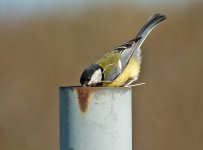 DSC_8329.jpg