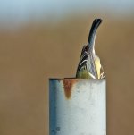 DSC_8332.jpg