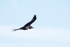 DSC_8372.jpg
