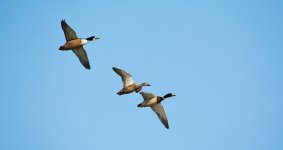 DSC_8374.jpg