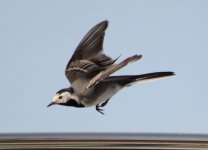 Motacilla alba - White Wagtail.jpg
