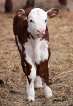 Hereford Calf copy.jpg