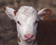 Hereford Calf 2 mod.jpg